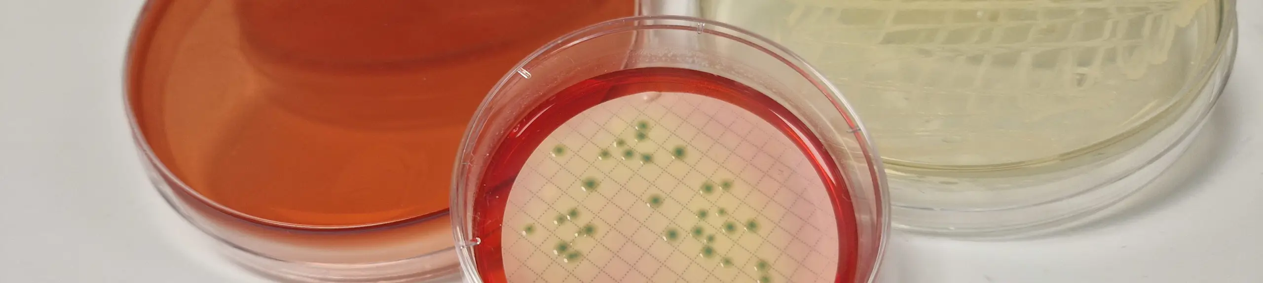 MLGA agar MLGA agar