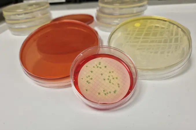 MLGA agar MLGA agar
