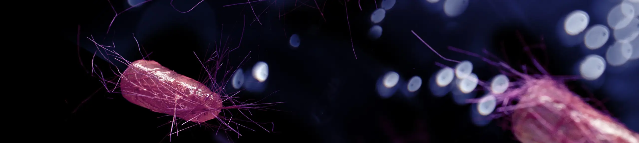 Bacteria testing of water Bacteria testing of water