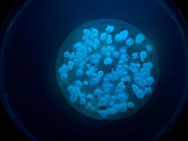 CTS Water Microbiology | Microbiological Testing